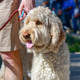 Image for article titled Goldendoodle Not Good With People Who Earn Less Than 6 Figures
